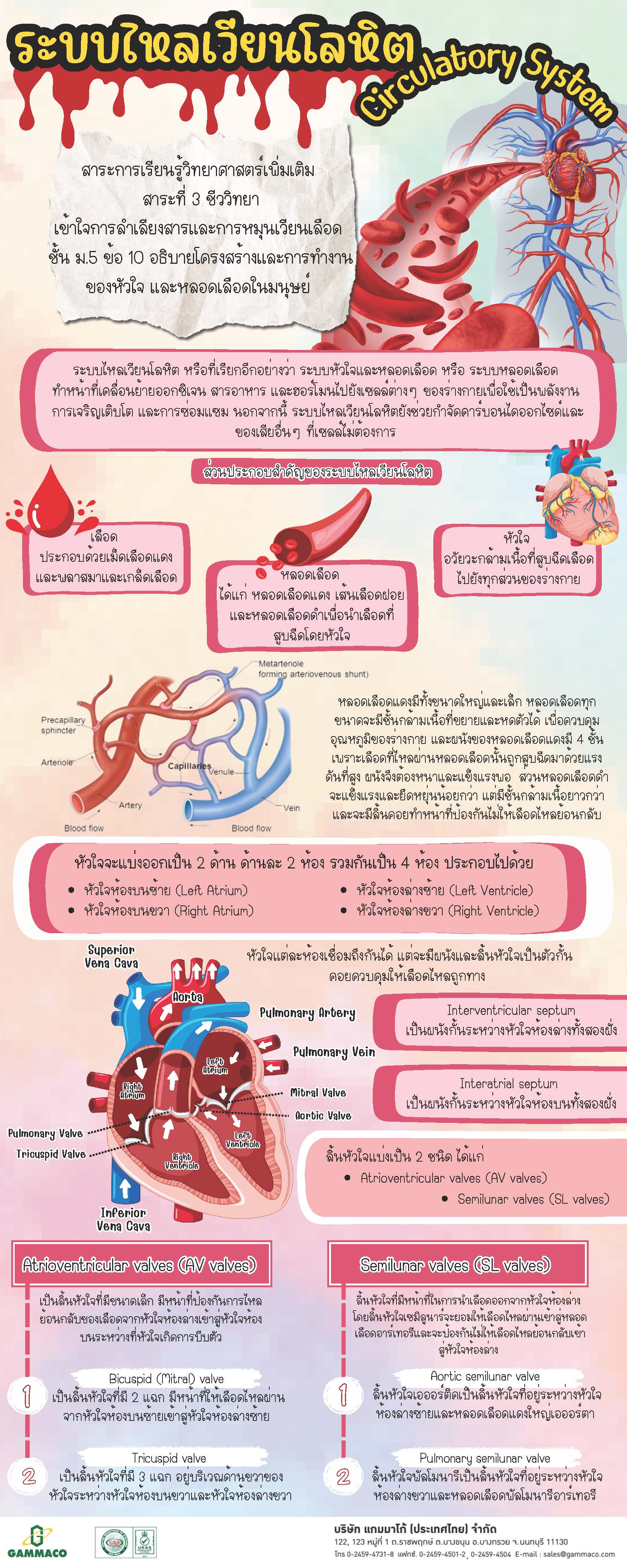 Circulatory System - 1