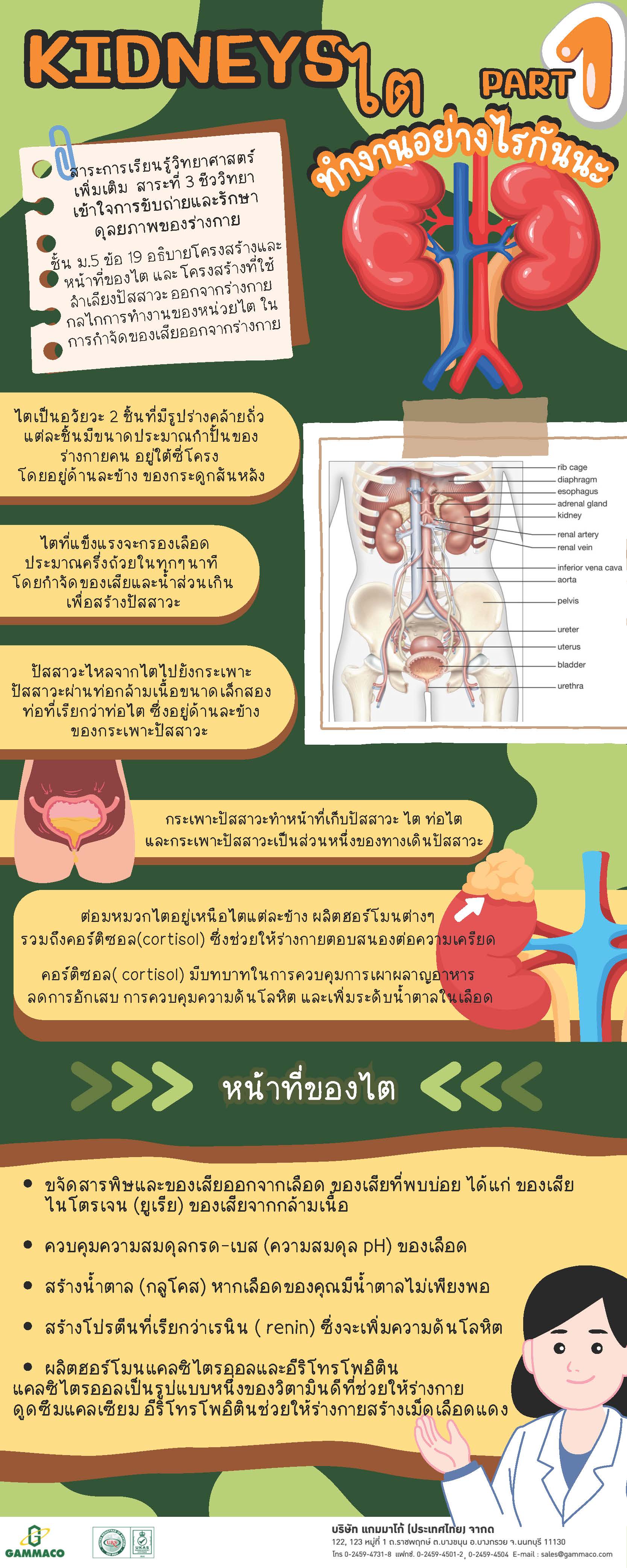 Kidneys Part 1 - 1