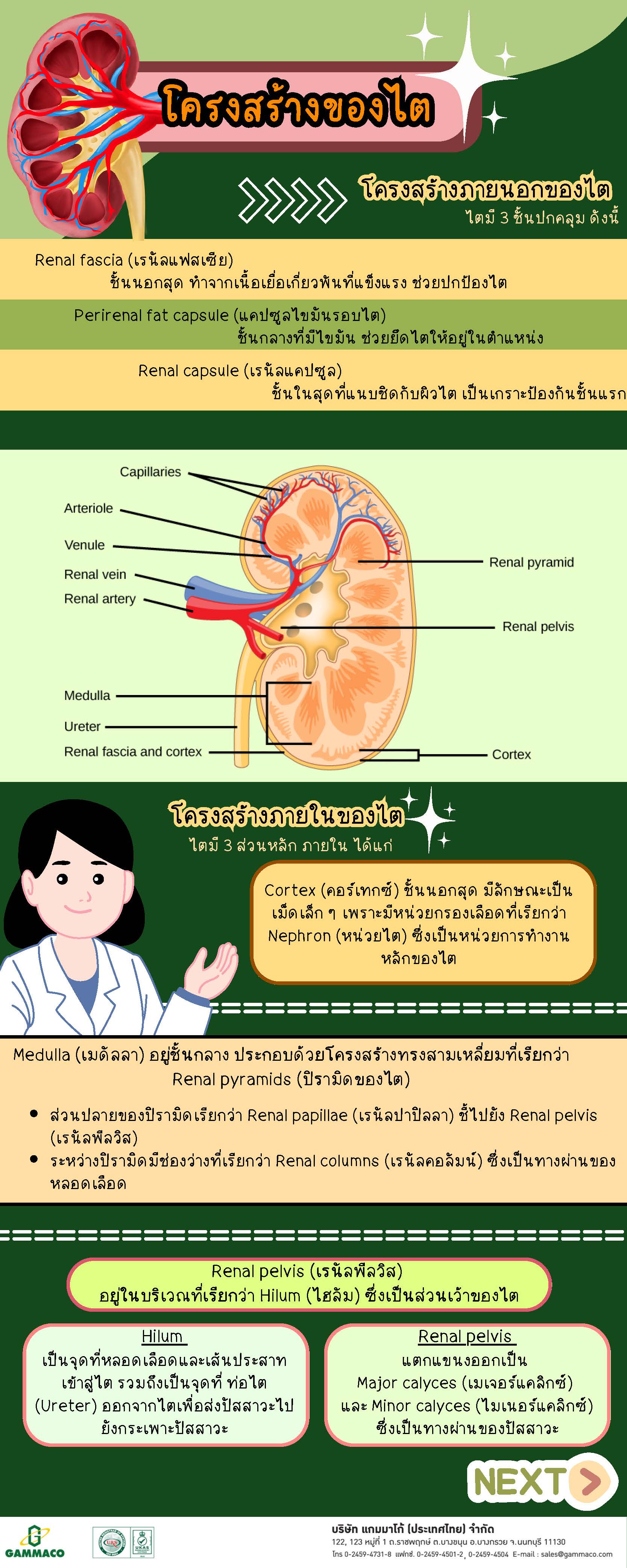 Kidneys Part 1 - 2