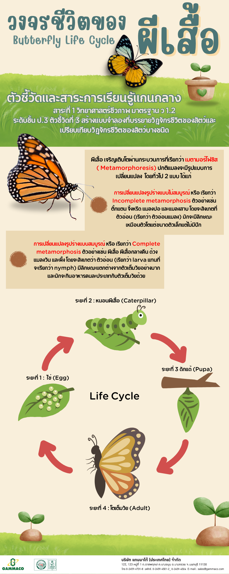 Butterfly-Life-Cylcle - 1