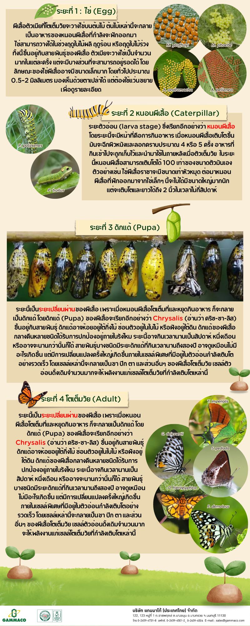 Butterfly-Life-Cylcle - 2