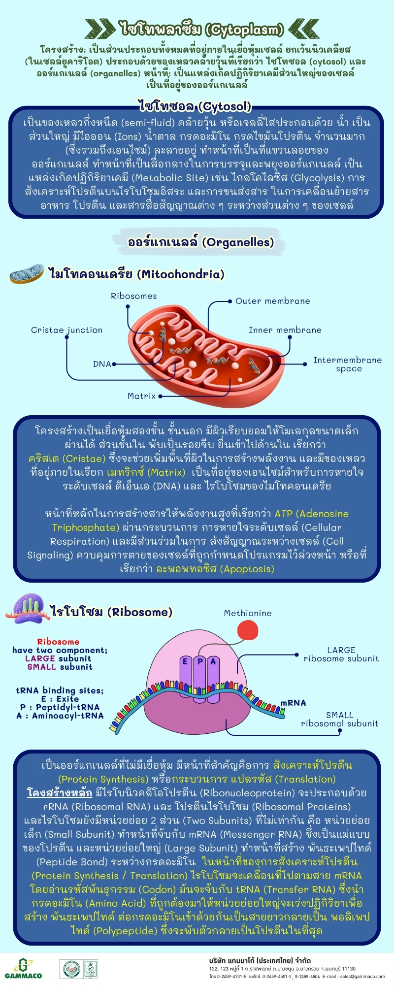 Cell Series - Chapter 3 P2