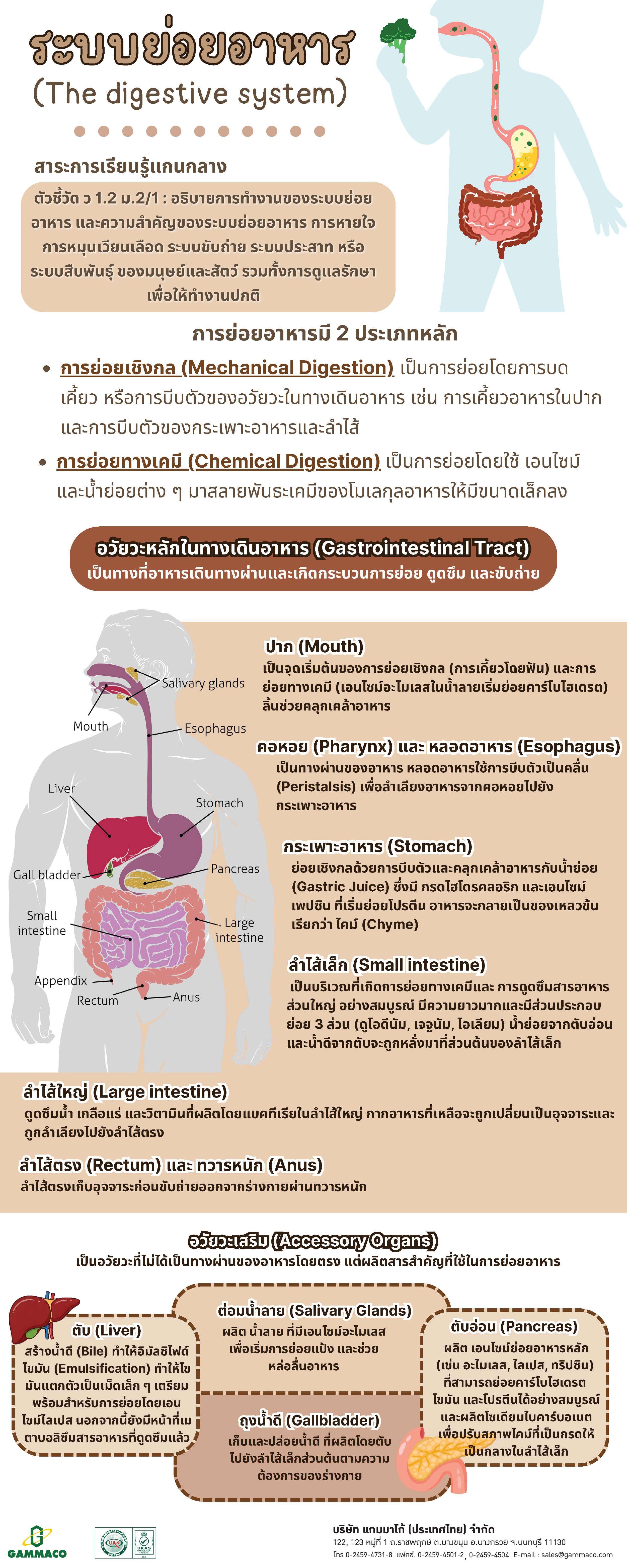 Digestive System