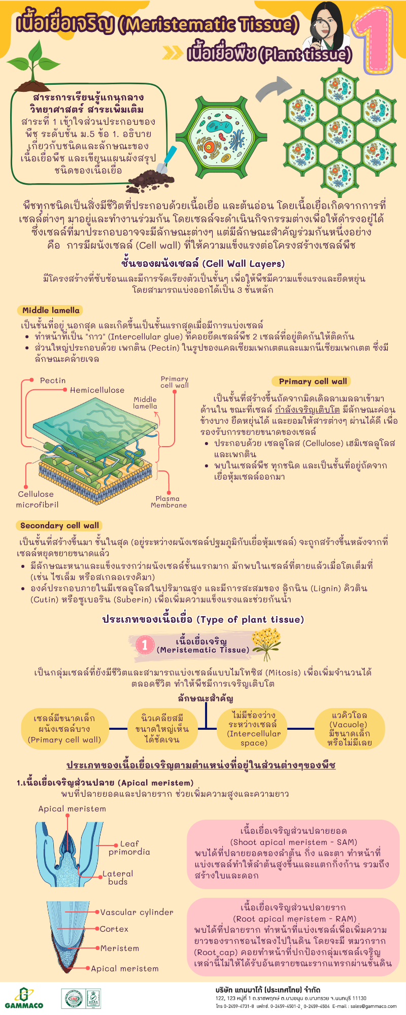 Meristematic Tissue P1