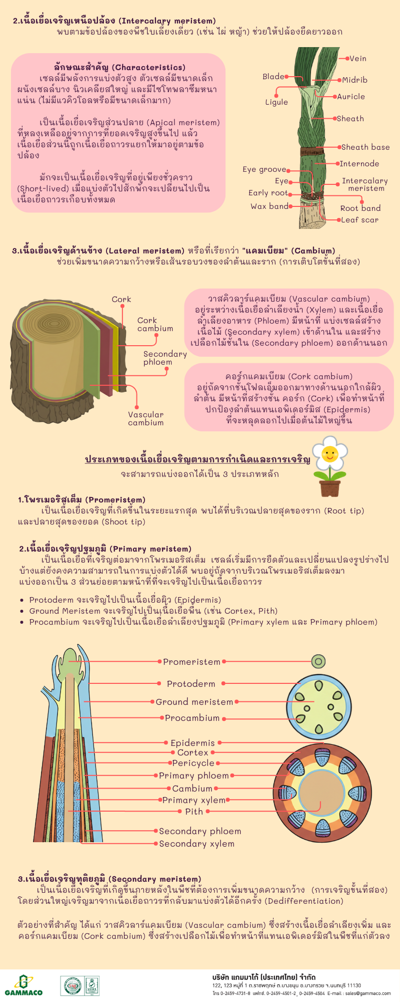 Meristematic Tissue P2