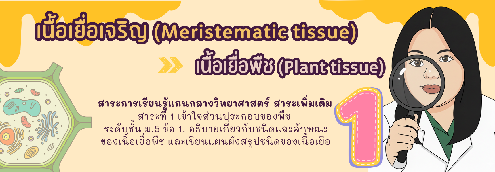 เนื้อเยื่อพืช - ตอนที่ 1 เนื้อเยื่อเจริญ