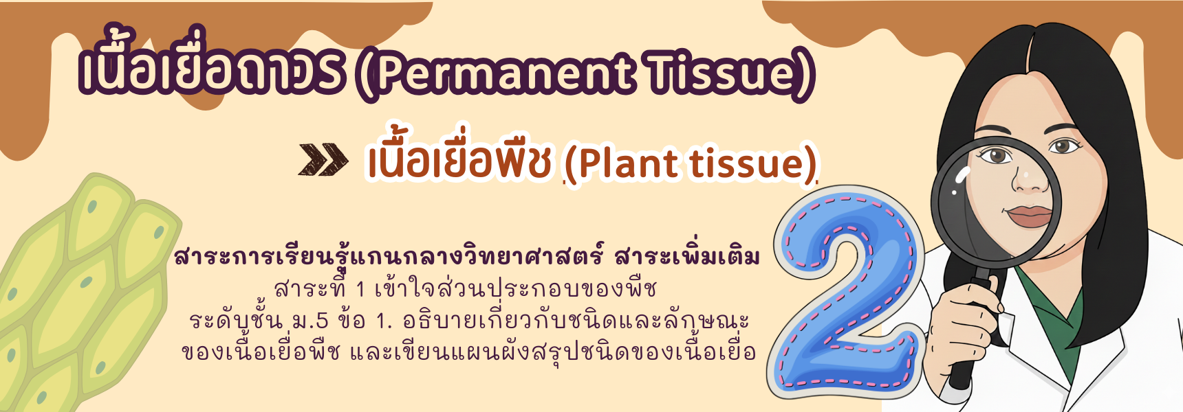 เนื้อเยื่อพืช - ตอนที่ 2 เนื้อเยื่อถาวร