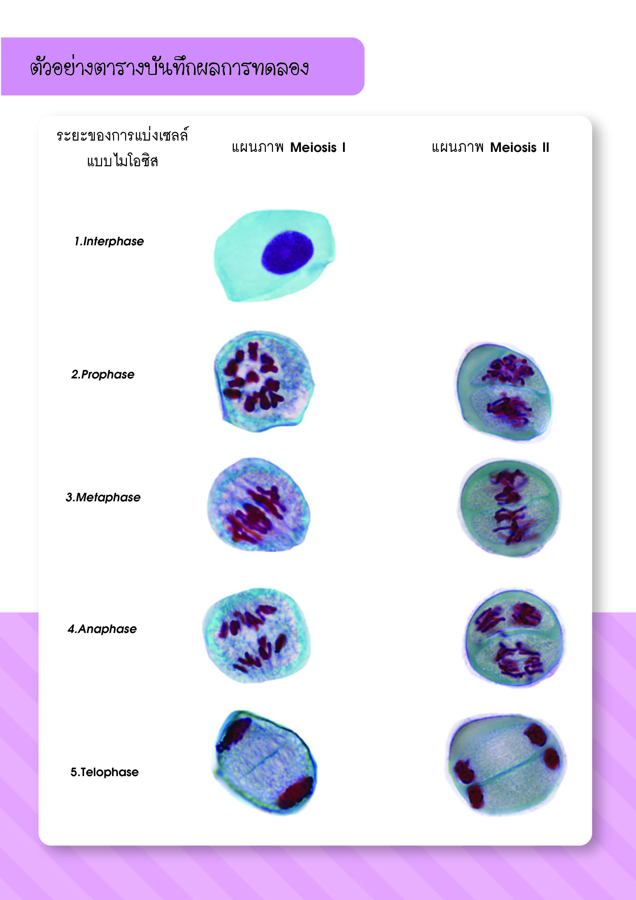 การศึกษาการแบ่งเซลล์แบบไมโอซิส-8