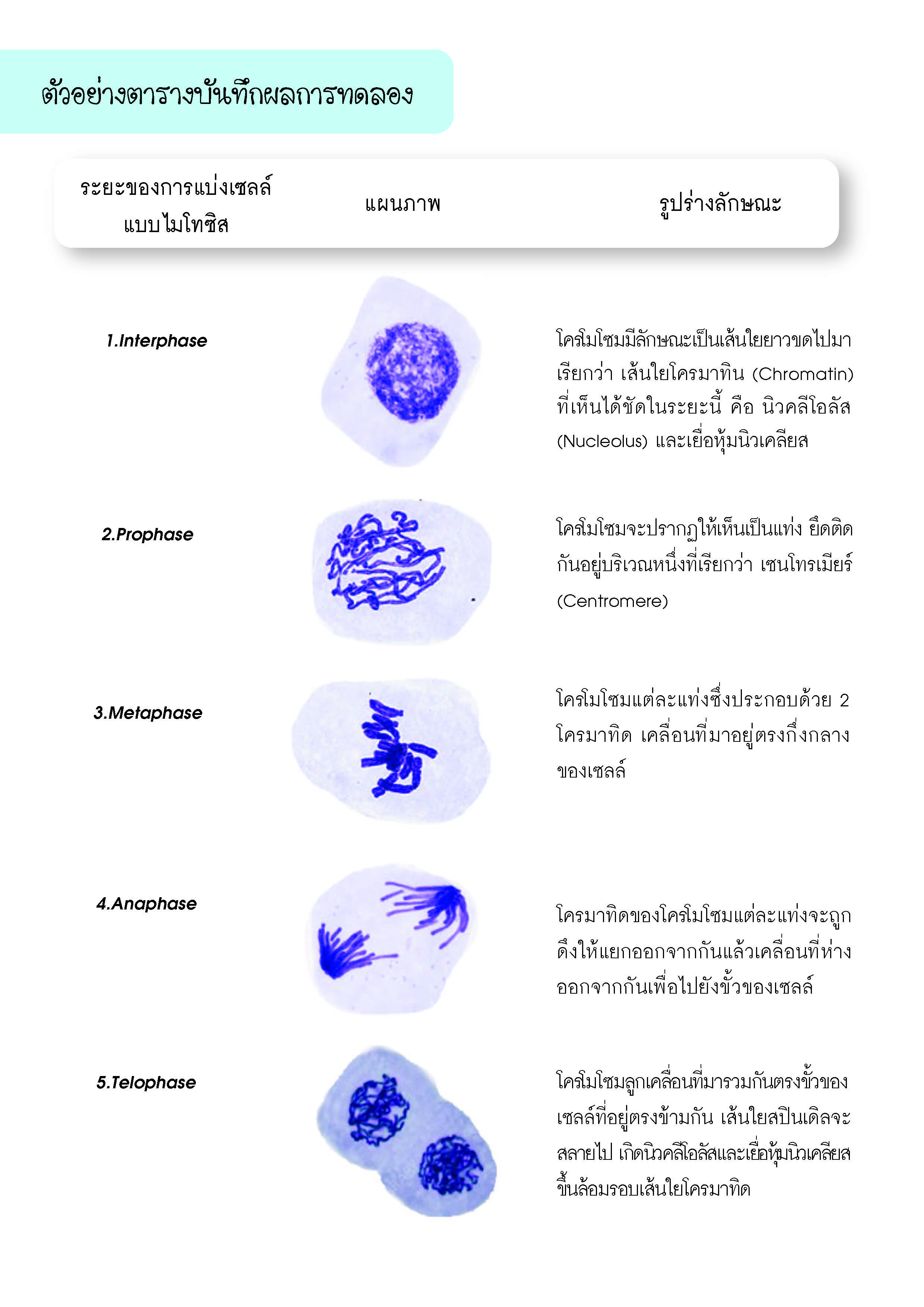 การศึกษาการแบ่งเซลล์แบบไมโทซิส-5
