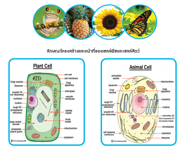 เซลล์พืชมีลักษณะอย่างไร